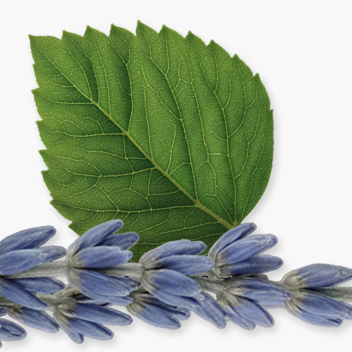 Layton Shower Gel Parfums de Marly - 200ml